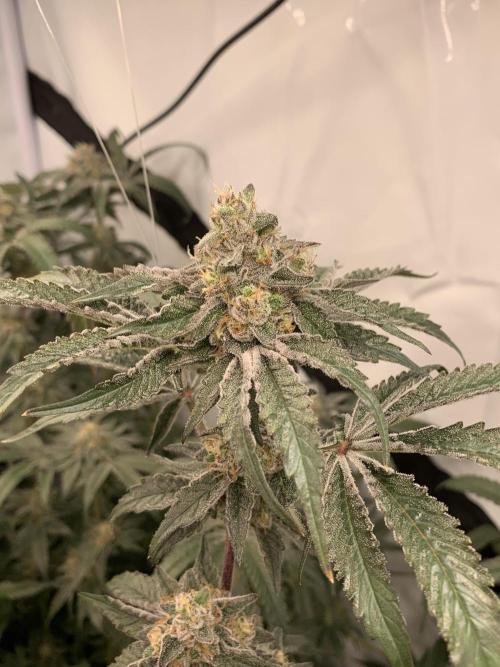 6.Grow: Papayton. Week 20 - 22.2. P3