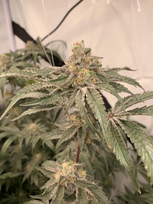 6.Grow: Papayton. Week 20 - 22.2. P3