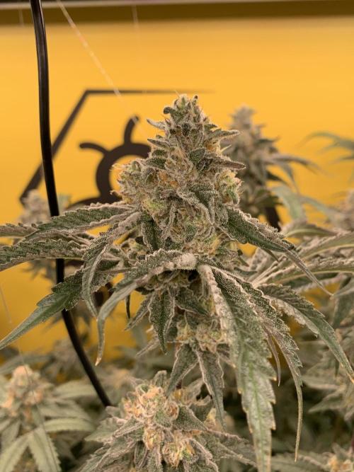 6.Grow: Papayton. Week 20 - 22.2. P3