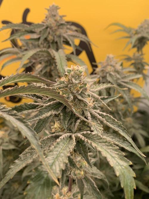 6.Grow: Papayton. Week 20 - 22.2. P3