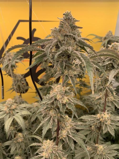 6.Grow: Papayton. Week 20 - 22.2. P3