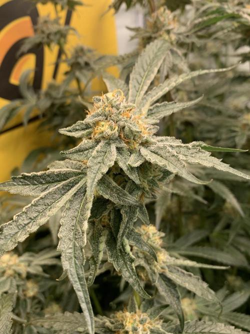 6.Grow: Papayton. Week 20 - 22.2. P2
