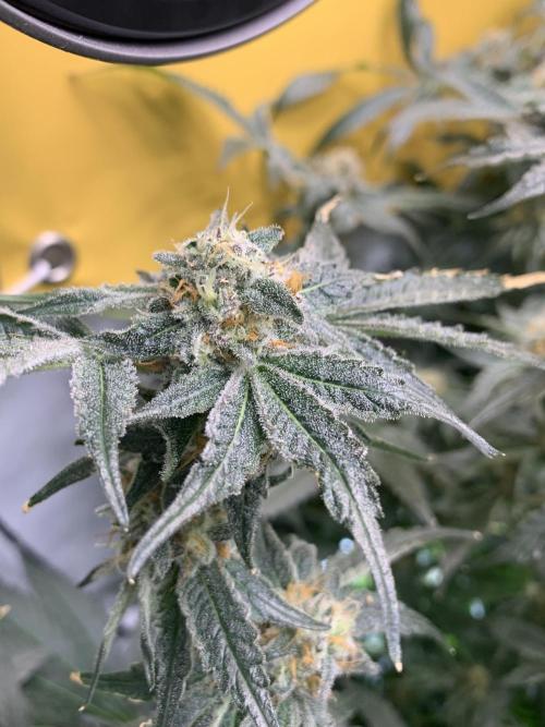 6.Grow: Papayton. Week 20 - 22.2. P2