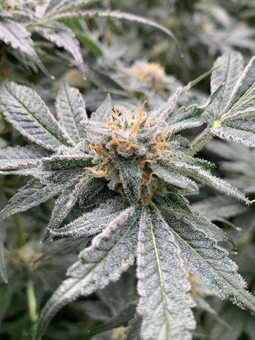 6.Grow: Papayton. Week 20 - 22.2. P2