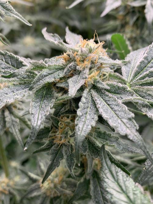 6.Grow: Papayton. Week 20 - 22.2. P2