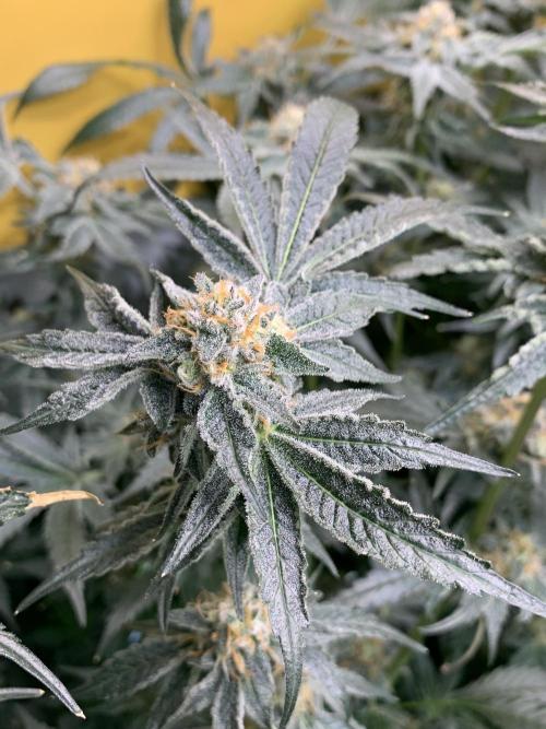 6.Grow: Papayton. Week 20 - 22.2. P2