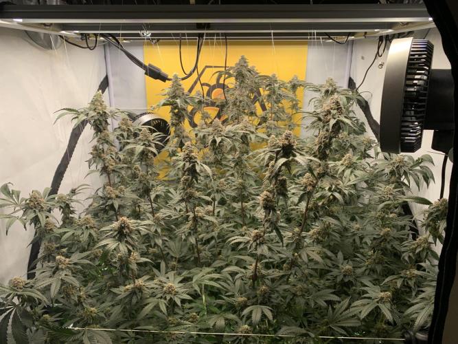 6.Grow: Papayton. Week 21 - 24.2. BT 56