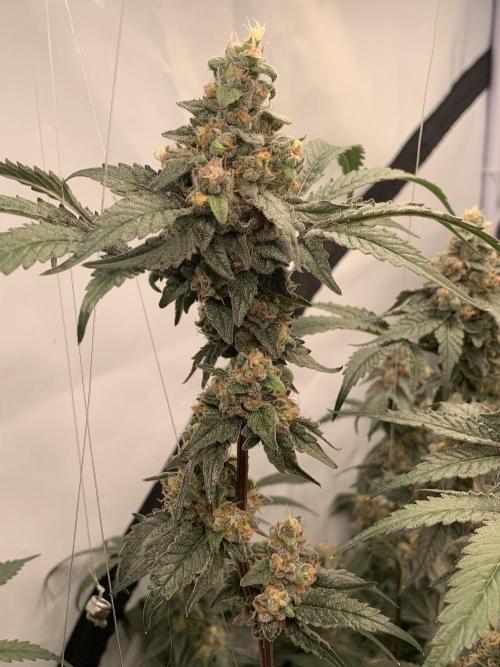 6.Grow: Papayton. Week 21 - 24.2. P1