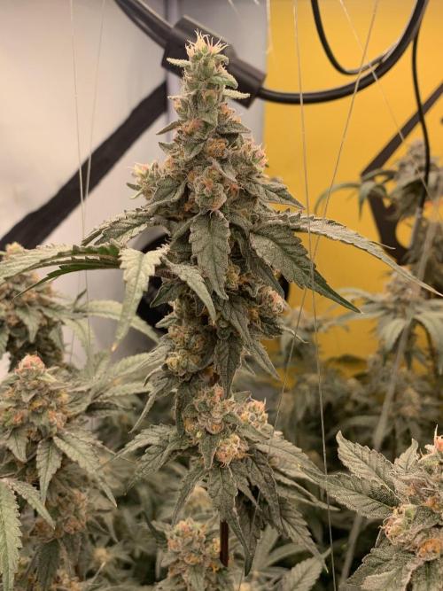 6.Grow: Papayton. Week 21 - 24.2. P1