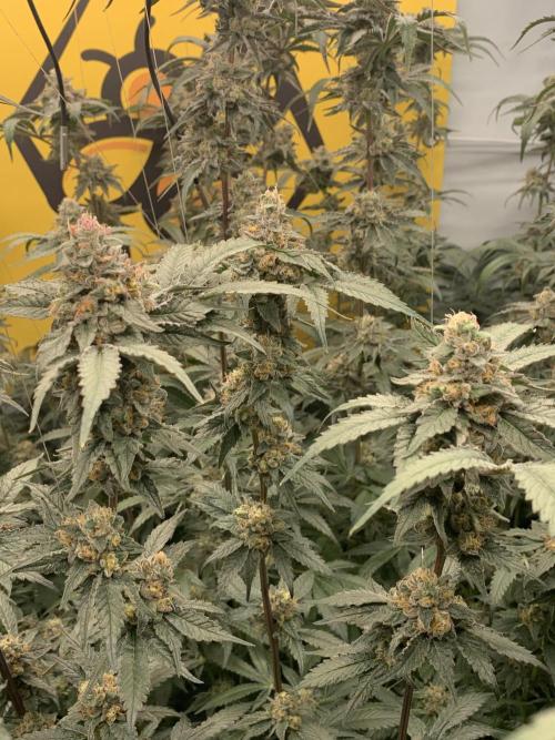 6.Grow: Papayton. Week 21 - 24.2. P1