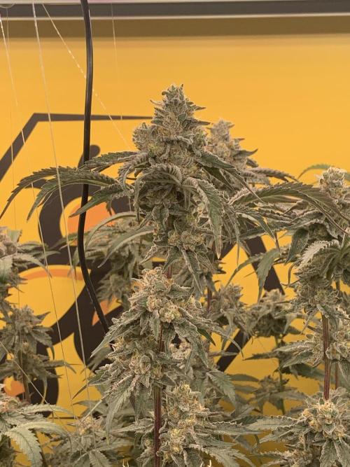 6.Grow: Papayton. Week 21 - 24.2. P3
