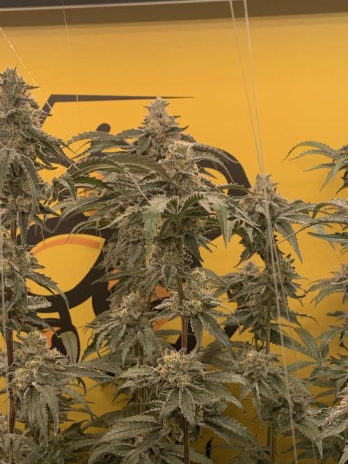 6.Grow: Papayton. Week 21 - 24.2. P3
