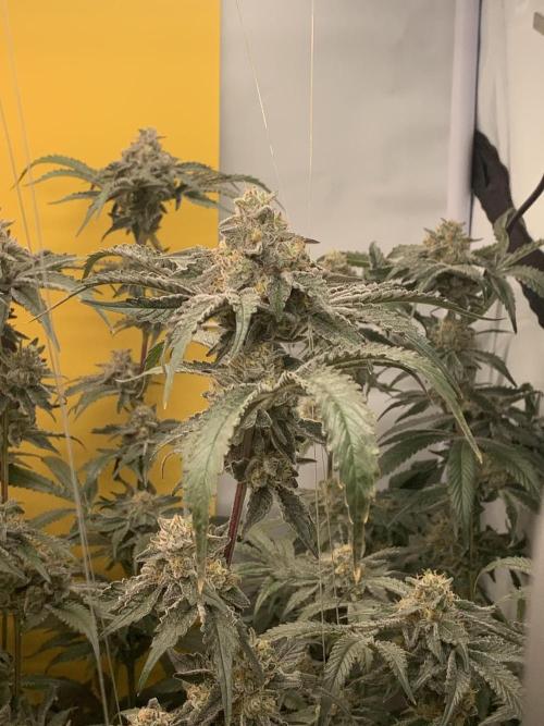 6.Grow: Papayton. Week 21 - 24.2. P3