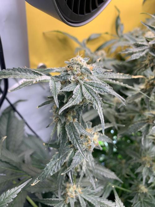 6.Grow: Papayton. Week 21 - 24.2. P2