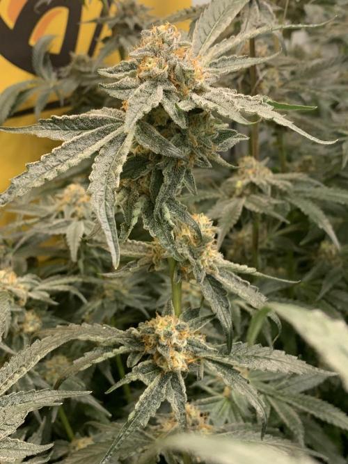 6.Grow: Papayton. Week 21 - 24.2. P2