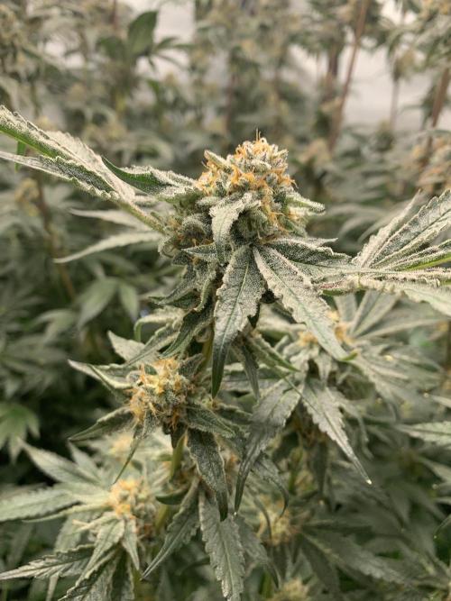 6.Grow: Papayton. Week 21 - 24.2. P2