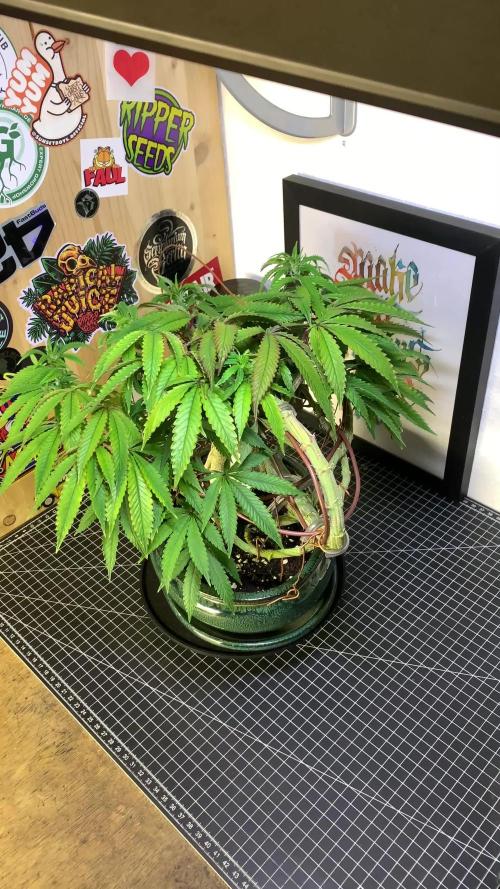1.Bonsai: Lemon Cherry Runtz✌️