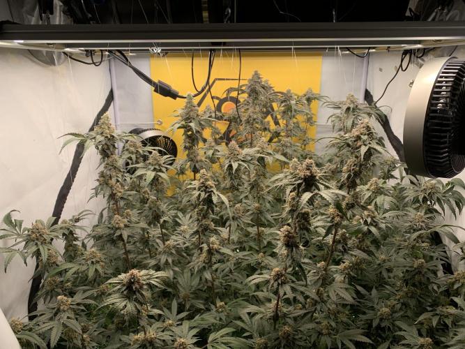 6.Grow: Papayton. Week 21 - 26.2.