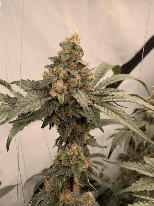 6.Grow: Papayton. Week 21 - 26.2. P1