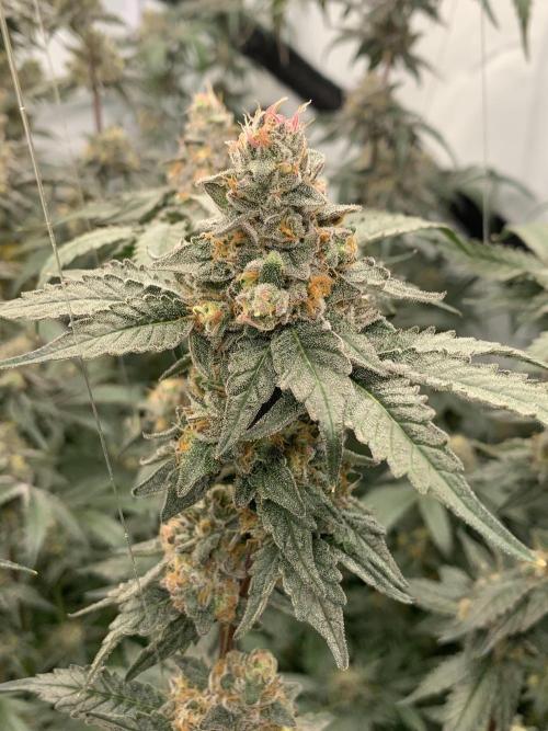 6.Grow: Papayton. Week 21 - 26.2. P1