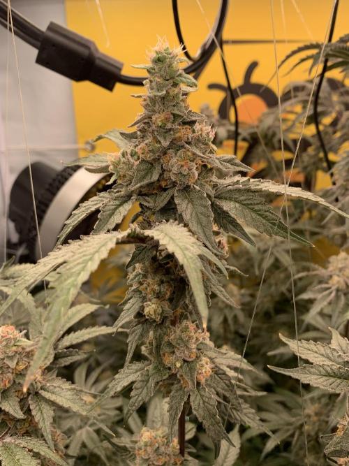 6.Grow: Papayton. Week 21 - 26.2. P1