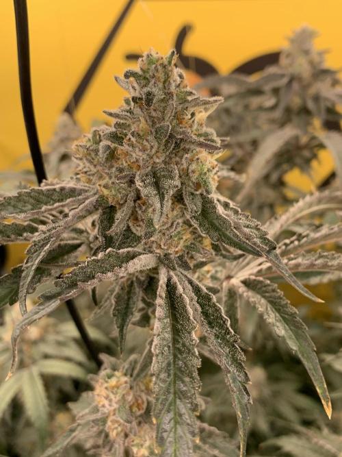 6.Grow: Papayton. Week 21 - 26.2. P3