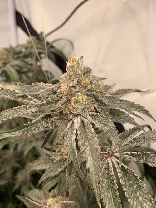 6.Grow: Papayton. Week 21 - 26.2. P3
