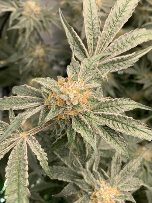 6.Grow: Papayton. Week 21 - 26.2. P2