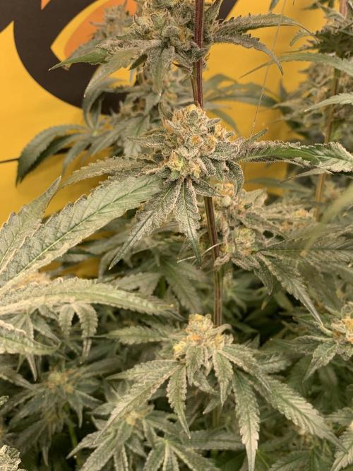 6.Grow: Papayton. Week 21 - 26.2. P2