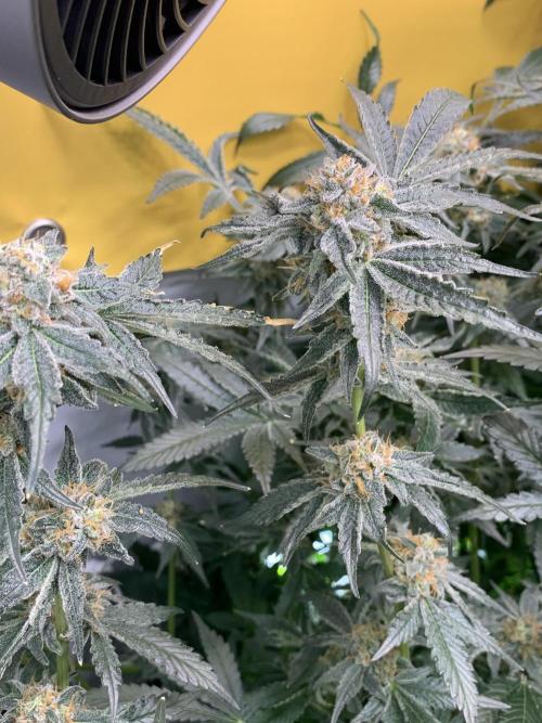 6.Grow: Papayton. Week 21 - 26.2. P2