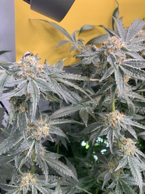 6.Grow: Papayton. Week 21 - 26.2. P2