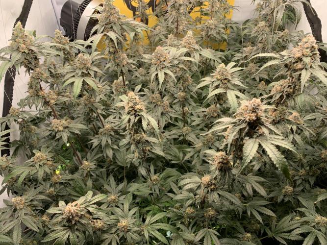 6.Grow: Papayton. Week 21 - 28.2. P1