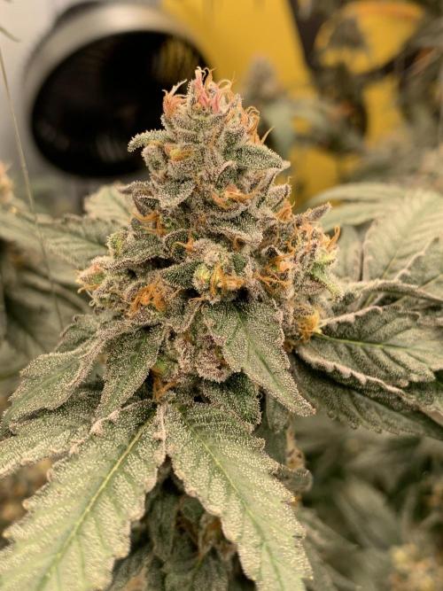 6.Grow: Papayton. Week 21 - 28.2. P1