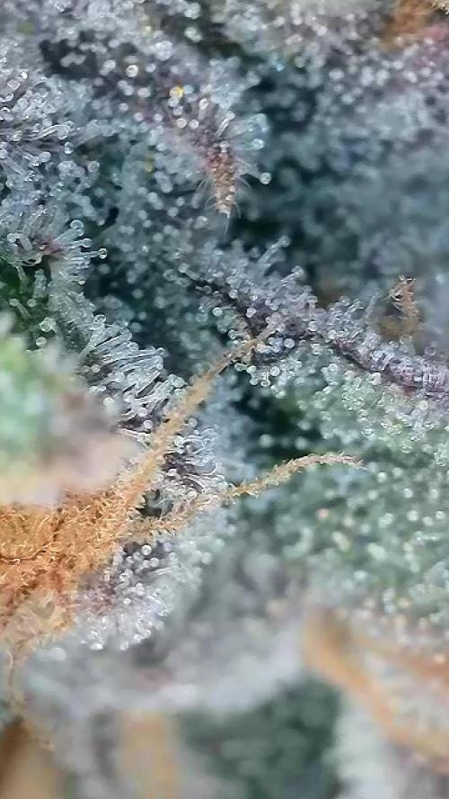 6.Grow: Papayton. Week 21 - 28.2. P1