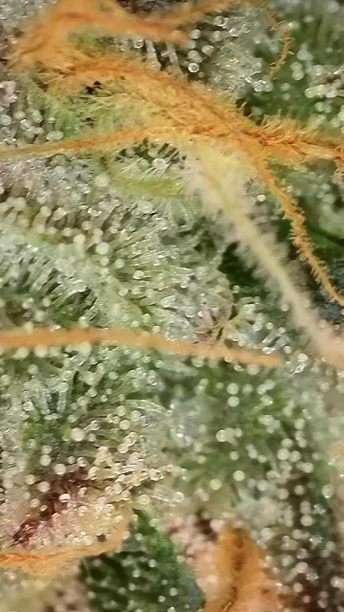 6.Grow: Papayton. Week 21 - 28.2. P1