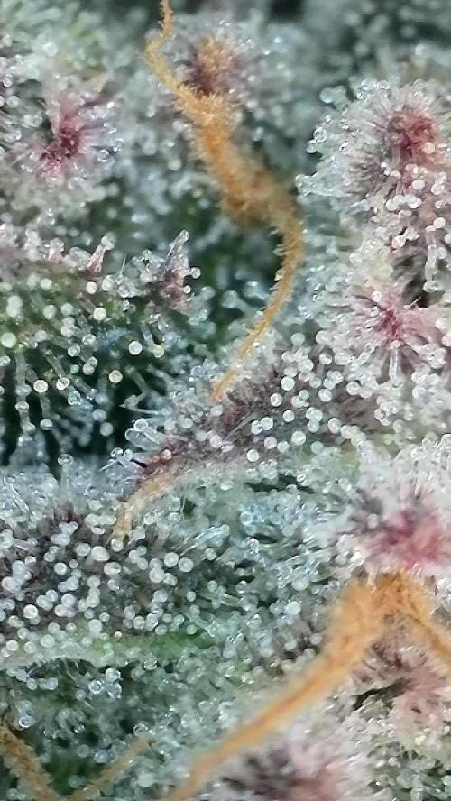 6.Grow: Papayton. Week 21 - 28.2. P1