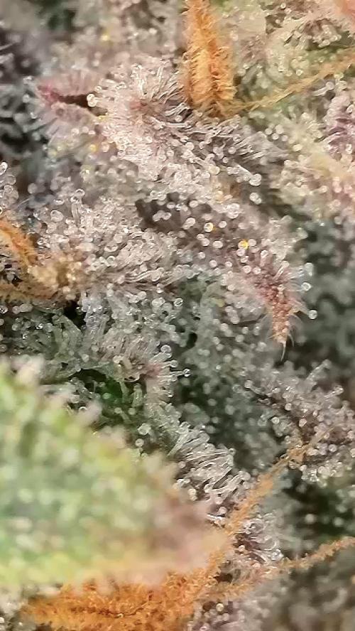 6.Grow: Papayton. Week 21 - 28.2. P1