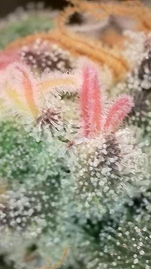 6.Grow: Papayton. Week 21 - 28.2. P1