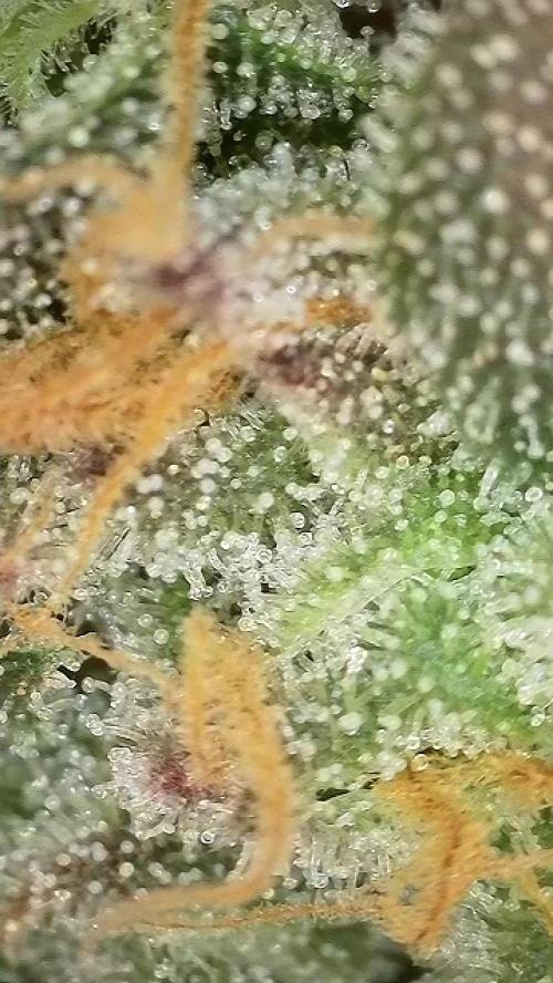 6.Grow: Papayton. Week 21 - 28.2. P1