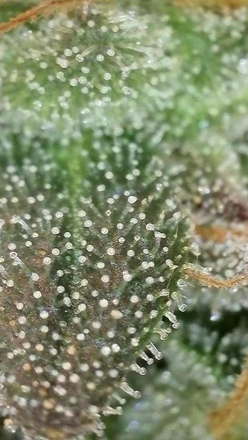 6.Grow: Papayton. Week 21 - 28.2. P1