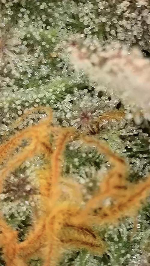 6.Grow: Papayton. Week 21 - 28.2. P1