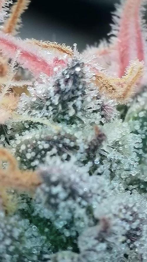 6.Grow: Papayton. Week 21 - 28.2. P1