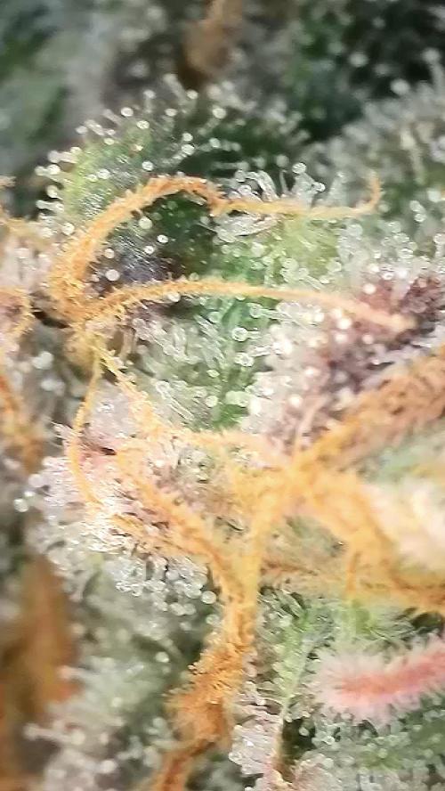 6.Grow: Papayton. Week 21 - 28.2. P1