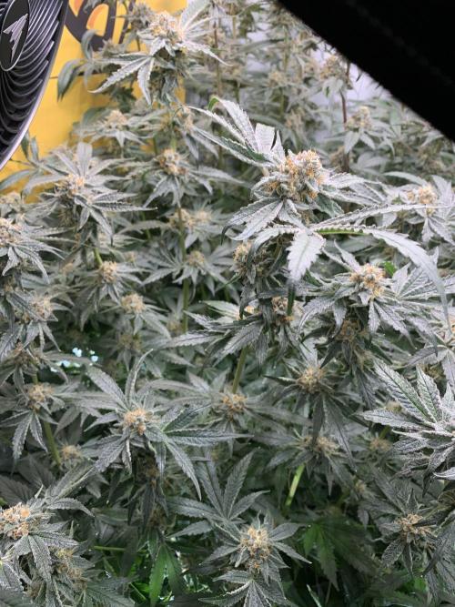 6.Grow: Papayton. Week 21 - 28.2. P2