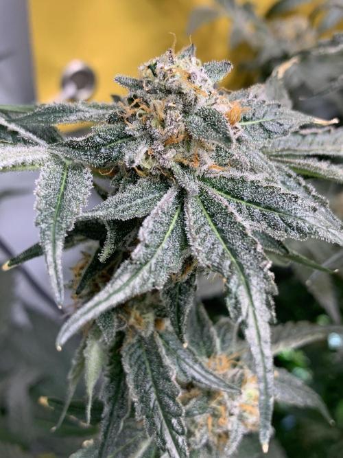 6.Grow: Papayton. Week 21 - 28.2. P2