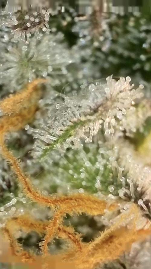 6.Grow: Papayton. Week 21 - 28.2. P2