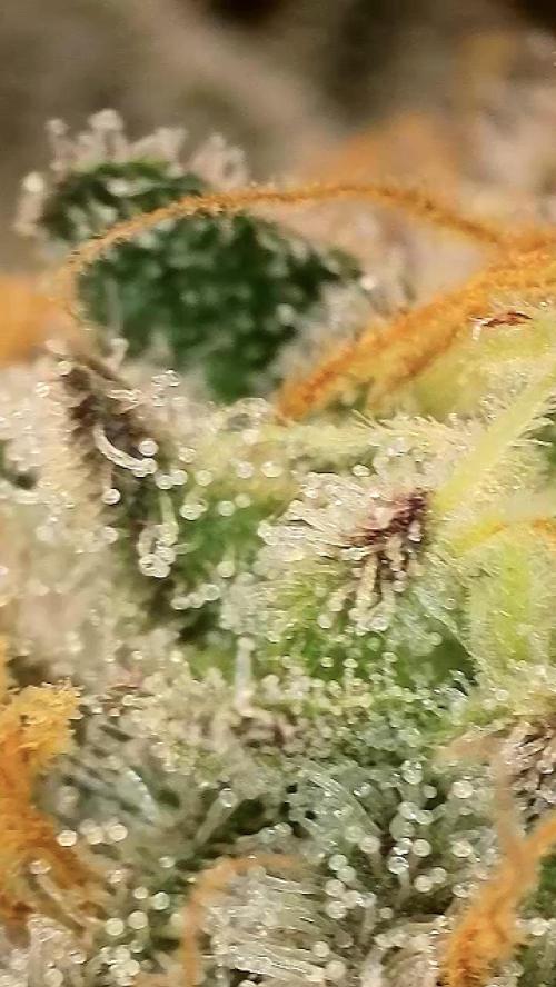 6.Grow: Papayton. Week 21 - 28.2. P2