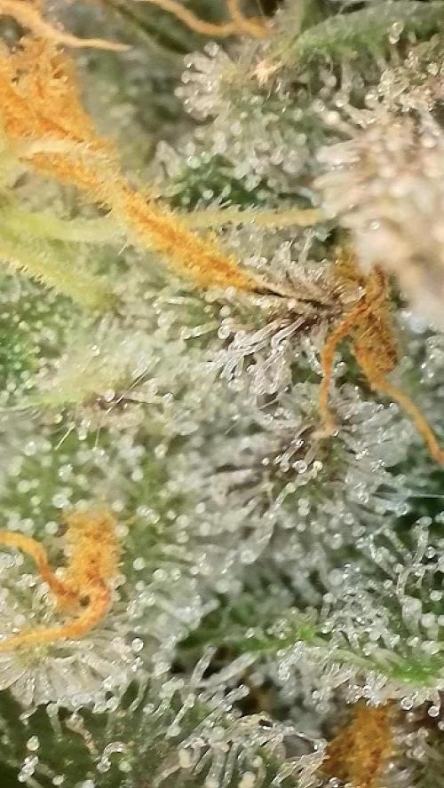 6.Grow: Papayton. Week 21 - 28.2. P2