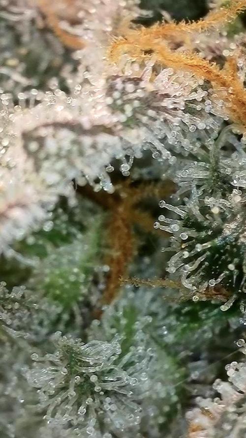 6.Grow: Papayton. Week 21 - 28.2. P2