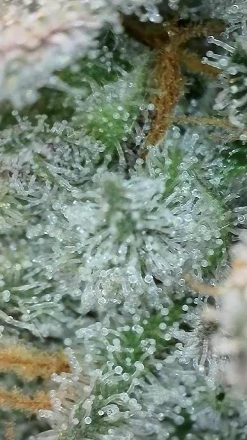 6.Grow: Papayton. Week 21 - 28.2. P2